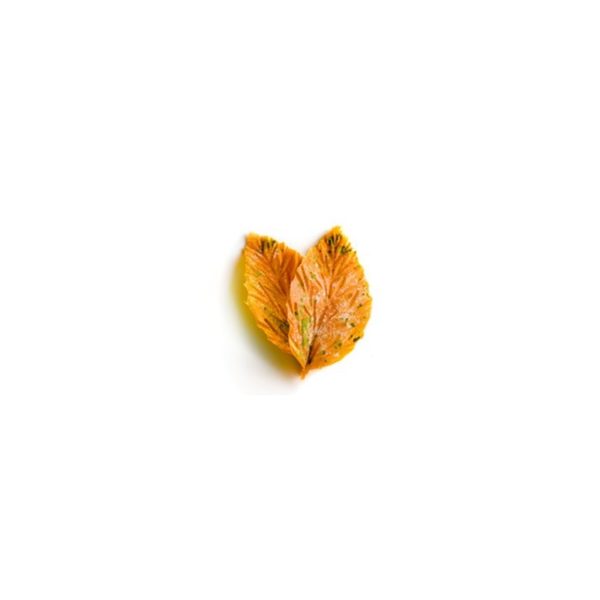 silimol-collection-leaf