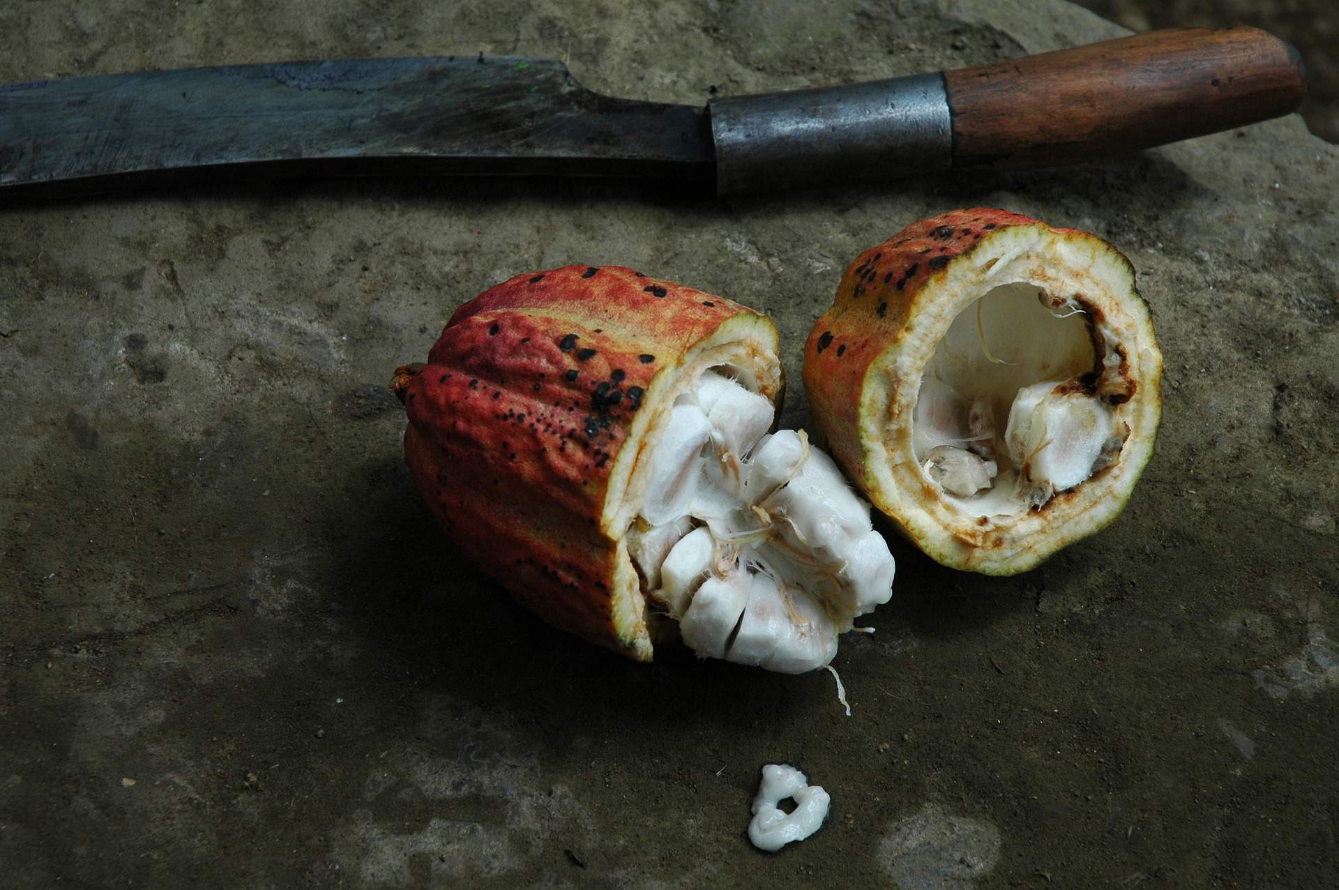 ¿ QUE ES EL MUCÍLAGO DEL CACAO ?